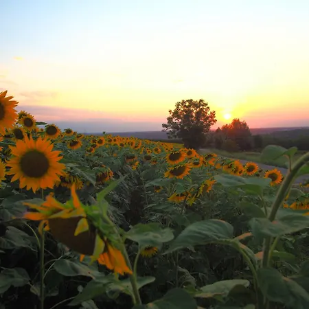 La Vigna Del Parroco-2-